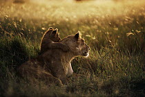 African Lion (Panthera leo) mother with cub at dawn, Serengeti National Park, Tanzania
