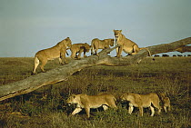 African Lion (Panthera leo) females and cubs playing on fallen tree, Serengeti National Park, Tanzania