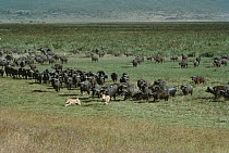 Cape Buffalo (Syncerus caffer) herd chasing African Lion (Panthera leo) pair, Serengeti National Park, Tanzania