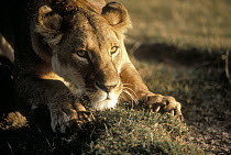 African Lion (Panthera leo) female sharpening claws, Serengeti National Park, Tanzania