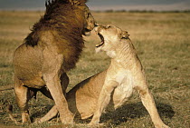African Lion (Panthera leo) couple fighting during mating, Serengeti National Park, Tanzania