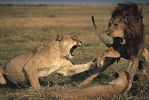 African Lion (Panthera leo) mating pair quarreling, Serengeti National Park, Tanzania