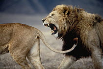 African Lion (Panthera leo) male approaching female to mate, Serengeti National Park, Tanzania