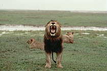 African Lion (Panthera leo) male roaring after rainstorm, Serengeti National Park, Tanzania
