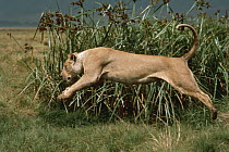 African Lion (Panthera leo) female leaping, Serengeti National Park, Tanzania