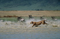 African Lion (Panthera leo) female chasing Blue Wildebeest (Connochaetes taurinus) group in river, Serengeti National Park, Tanzania
