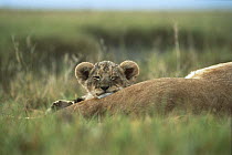 African Lion (Panthera leo) three month old cub sleeping on mother's leg, Ngorongoro Conservation Area, Tanzania