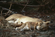 African Lion (Panthera leo) cub nuzzling sleeping mother, Serengeti National Park, Tanzania