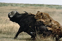African Lion (Panthera leo) females working together to take down a Cape Buffalo (Syncerus caffer), Serengeti National Park, Tanzania