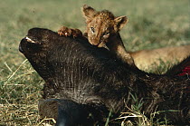 African Lion (Panthera leo) cub feeding on Cape Buffalo (Syncerus caffer) carcass, Serengeti National Park, Tanzania
