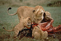 African Lion (Panthera leo) mother and cubs feeding on Cape Buffalo (Syncerus caffer), Serengeti National Park, Tanzania