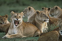 African Lion (Panthera leo) pride with one female snarling, Serengeti National Park, Tanzania