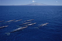 Sperm Whale (Physeter macrocephalus) group of females and young surfacing off of Pinta Island, Galapagos Islands, Ecuador
