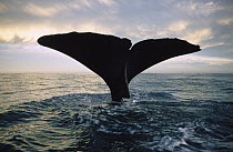 Sperm Whale (Physeter macrocephalus) tail at sunset, New Zealand