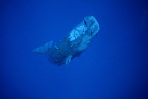 Sperm Whale (Physeter macrocephalus) juvenile underwater with Remoras (Remora remora), Dominica, Caribbean