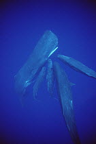 Sperm Whale (Physeter macrocephalus) group socializing underwater, Dominica