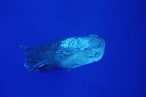 Sperm Whale (Physeter macrocephalus) with Remoras (Remora remora)