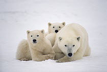 Polar Bear (Ursus maritimus) cubs huddle with mother for warmth, Churchill, Manitoba, Canada