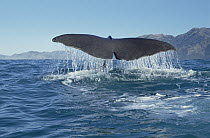 Sperm Whale (Physeter macrocephalus) fluke