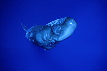 Sperm Whale (Physeter macrocephalus),Dominica