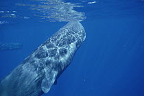 Sperm Whale (Physeter macrocephalus) underwater with nose touching surface