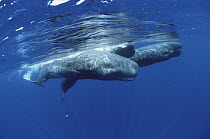 Sperm Whale (Physeter macrocephalus) social group at water surface