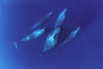 Sperm Whale (Physeter macrocephalus) pod, Dominica