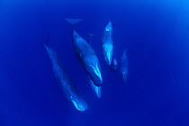 Sperm Whale (Physeter macrocephalus) pod, Dominica, Caribbean