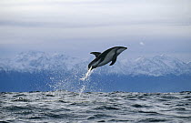 Dusky Dolphin (Lagenorhynchus obscurus) jumping, New Zealand