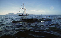 Sperm Whale (Physeter macrocephalus) researchers aboard the Balaena watch surfacing whales, Galapagos Islands, Ecuador