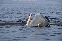 Sperm Whale (Physeter macrocephalus) showing teeth, New Zealand