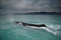 Sperm Whale (Physeter macrocephalus) surfacing, New Zealand