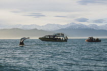 Sperm Whale (Physeter macrocephalus) fluke and tourists watching from boat, New Zealand