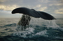 Sperm Whale (Physeter macrocephalus) tail, New Zealand