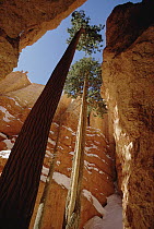 Douglas Fir (Pseudotsuga menziesii) pair reaching towards the sky, Bryce Canyon National Park, Utah