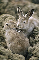 Arctic Hare (Lepus arcticus) babies camouflaged on tundra, Ellesmere Island, Nunavut, Canada