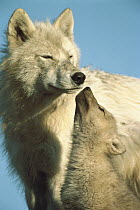 Arctic Wolf (Canis lupus) with begging pup, Ellesmere Island, Nunavut, Canada