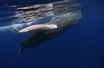Sperm Whale (Physeter macrocephalus) mother and albino baby swimming, Portugal