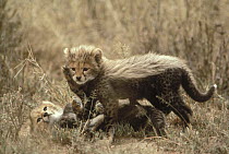 Cheetah (Acinonyx jubatus) two cubs playing, Serengeti, Tanzania