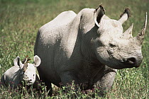 White Rhinoceros (Ceratotherium simum) mother and baby with Red-billed Oxpeckers (Buphagus erythrorhynchus), Africa