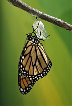 Monarch (Danaus plexippus) butterfly emerging from cocoon, Minnesota