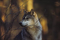 Timber Wolf (Canis lupus) in autumn woods, Minnesota