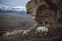Arctic Wolf (Canis lupus) juvenile male babysitting pups, Ellesmere Island, Nunavut, Canada