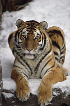 Siberian Tiger (Panthera tigris altaica) portrait, Asia