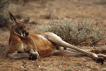 Red Kangaroo (Macropus rufus) male lounging, Australia