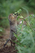 Arctic Ground Squirrel (Spermophilus parryii) feeding on plant, Alaska
