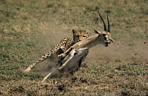 Cheetah (Acinonyx jubatus) chasing Grant's Gazelle (Nanger granti), Serengeti, Tanzania