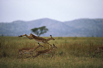 Impala (Aepyceros melampus) trio running and leaping, Serengeti