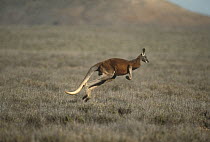 Red Kangaroo (Macropus rufus) male hopping, Australia