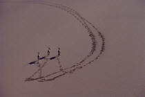Gemsbok (Oryx gazella) trio running on sand dune, Namib Desert, Namibia